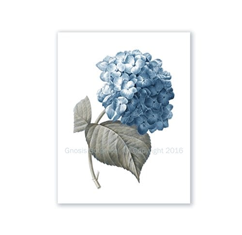 Blue Flowers Botanical Prints Set Of 4 Unframed Hydrangeas Botanical Art Prints Farmhouse Decor BlueHydrangea4A 0 2