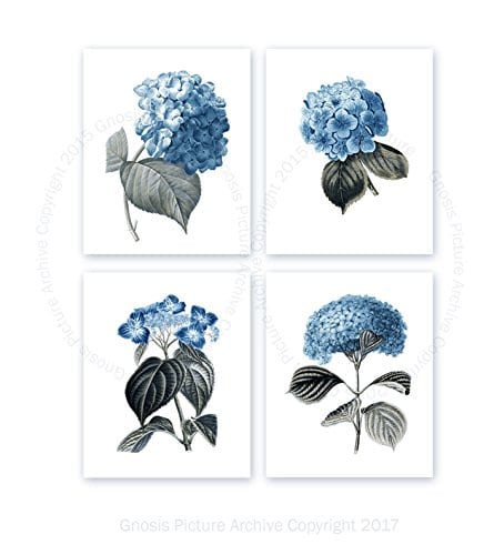 Blue Flowers Botanical Prints Set Of 4 Unframed Hydrangeas Botanical Art Prints Farmhouse Decor BlueHydrangea4A 0