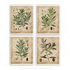 Farmhouse Wall Decor Olive Plants Home Decor Set Of 4 Unframed Botanical Art Prints Oliveplants4A 0 100x100