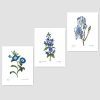 Set Of 3 Botanical Prints Blue Wall Art Redoute Flower Home Cottage Decor Campanula Lotus Iris 8x10 Unframed 0 100x100