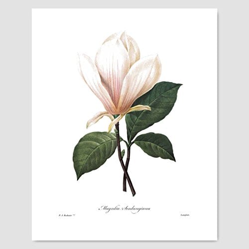 Set Of 3 Botanical Prints White Home Decor Room Redoute Flower Wall Art Camellia Peony Magnolia 8x10 Unframed 0 1