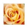 Antique Rose By Kathy Yates 24x24 Inch Canvas Wall Art 0 100x100