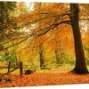 Wall26 Canvas Print Wall Art Yellow Orange Autumn And Fall Forest Floral Nature Photography Realism Rustic Scenic RelaxCalm Multicolor For Living Room Bedroom Office 32x48 0 100x100