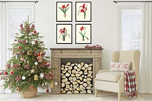 Red Amaryllis Home Decor Wall Art Set of 4 Prints Beautiful Antique Vintage Illustration Farmhouse Decoration Christmas Holiday Fall Winter Sprint Summer Garden Gardening to Frame AMAR (4x6) - Image 3