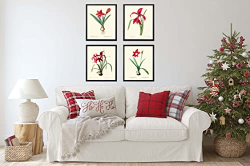 Red Amaryllis Home Decor Wall Art Set of 4 Prints Beautiful Antique Vintage Illustration Farmhouse Decoration Christmas Holiday Fall Winter Sprint Summer Garden Gardening to Frame AMAR (4x6) - Image 4