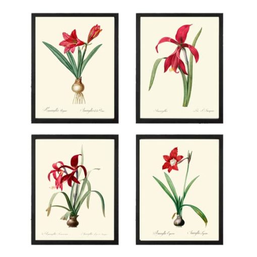 Red Amaryllis Home Decor Wall Art Set of 4 Prints Beautiful Antique Vintage Illustration Farmhouse Decoration Christmas Holiday Fall Winter Sprint Summer Garden Gardening to Frame AMAR (4x6)